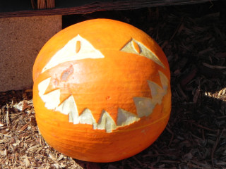 Kids, Nipomo Pumpkin Patch best carving idea